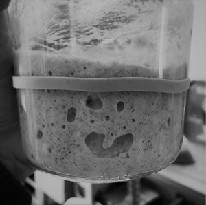 Sourdough Starter Care